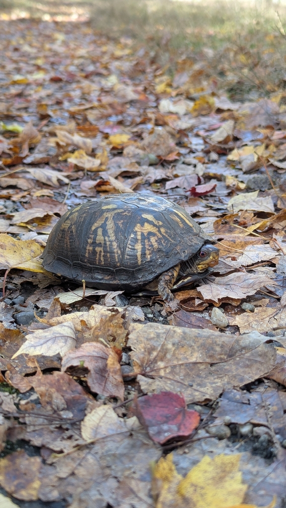 Eastern Box Turtle in October 2025 by The Heretic · iNaturalist