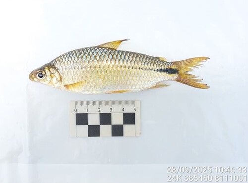 Cyphocharax gilbert