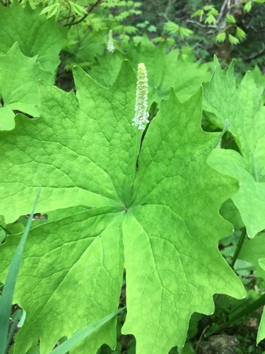 Achlys triphylla (Sm.) DC.