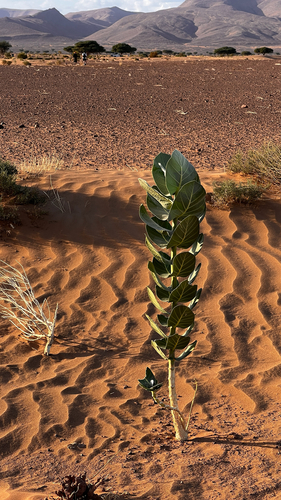 giant milkweed