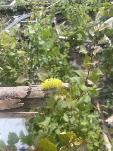Cottonwood Dagger