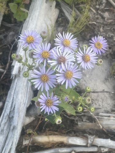 Showy Aster
