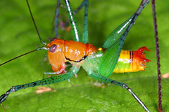Image of Arachnoscelis (centrophisis) feroxnotha