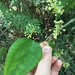 Smilax glyciphylla - Photo (c) almitra, todos los derechos reservados