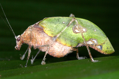 Pycnopalpa bicordata image