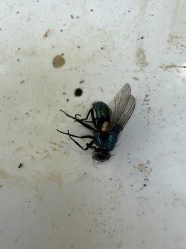 Unknown species found near W Center St, Willard, UT, US