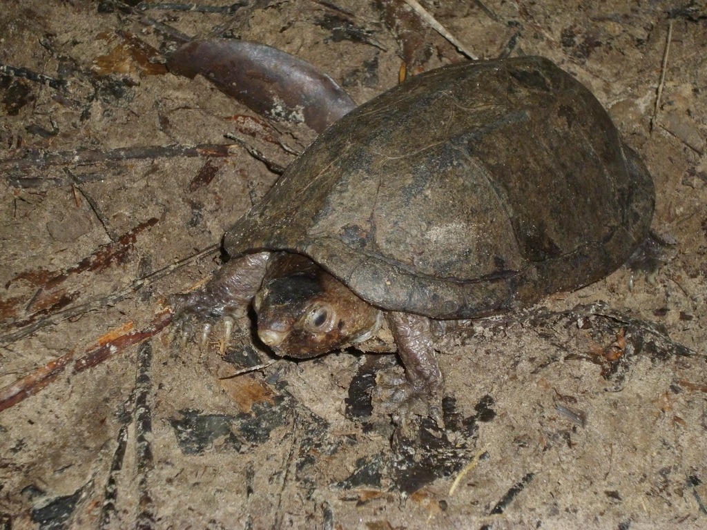 Scorpion Mud Turtle from Laranjal do Jari - AP, 68924-000, Brasil on ...