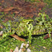Championica cristulata - Photo (c) gernotkunz, all rights reserved, uploaded by gernotkunz