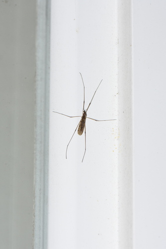 Unknown species found near Forest Park, Birmingham, AL, USA