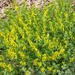 Genista tinctoria ovata - Photo (c) Tig, all rights reserved, uploaded by Tig