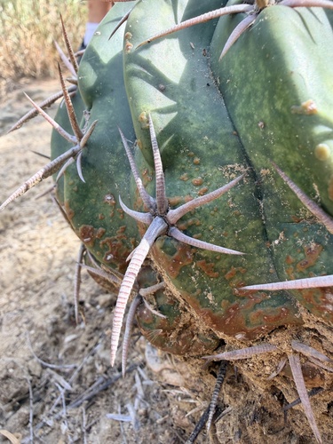 Horse Crippler Cactus