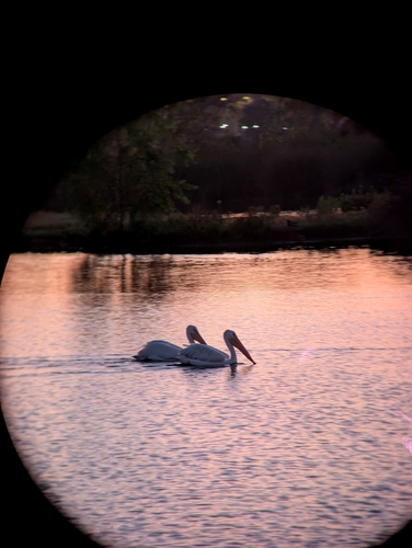iNaturalist observation photo of American White Pelican
