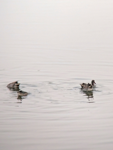 iNaturalist observation photo of Green-winged Teal