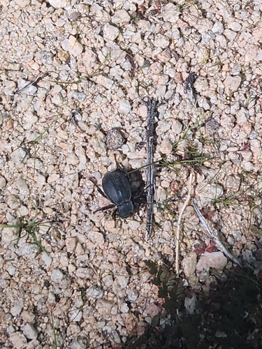 iNaturalist observation photo of Stenomorpha