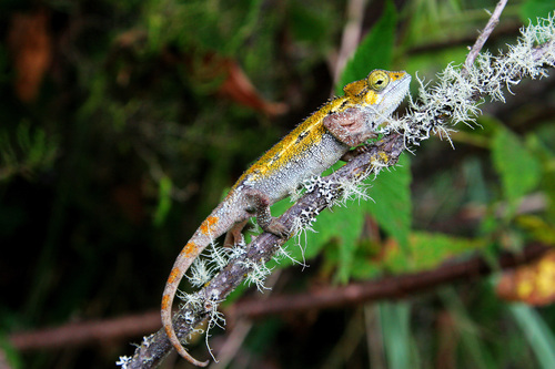 Tanzanian Montane Dwarf Chameleon (Trioceros sternfeldi) · iNaturalist