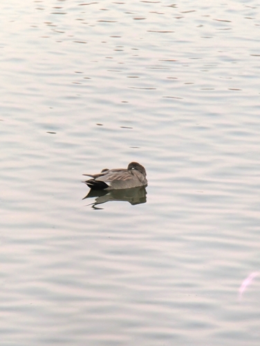 iNaturalist observation photo of Gadwall