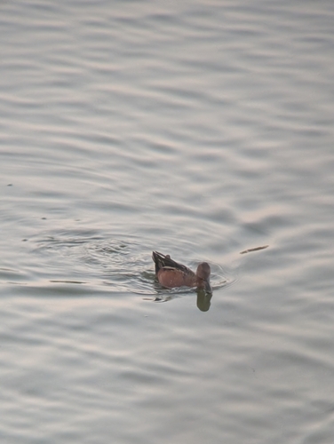 iNaturalist observation photo of Cinnamon Teal