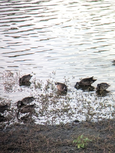 iNaturalist observation photo of Blue-winged Teal