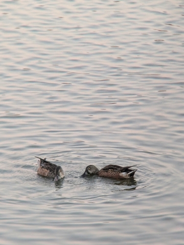 iNaturalist observation photo of Northern Shoveler