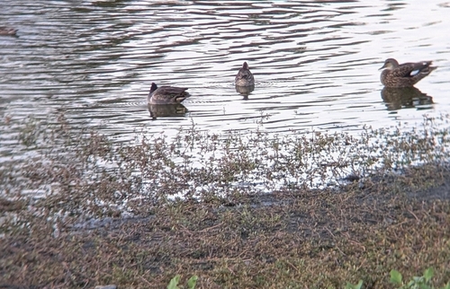 iNaturalist observation photo of Green-winged Teal