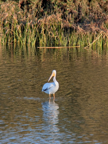 iNaturalist observation photo of American White Pelican