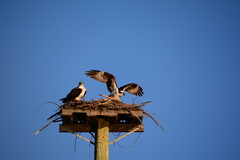 Osprey · iNaturalist Luxembourg