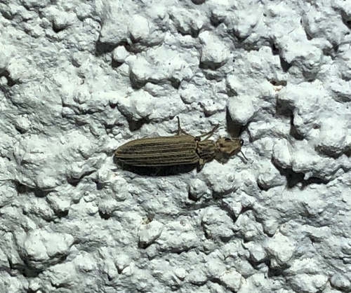 Tetraphalerus bruchi