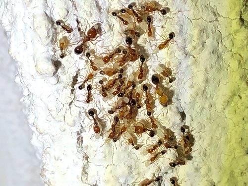 琥珀火蚁Solenopsis electra