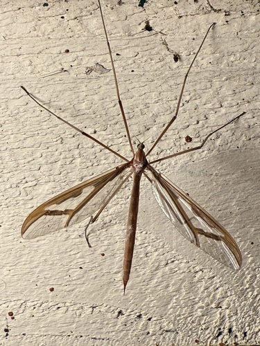 Unknown species found near Vashon Island, Vashon, WA, US