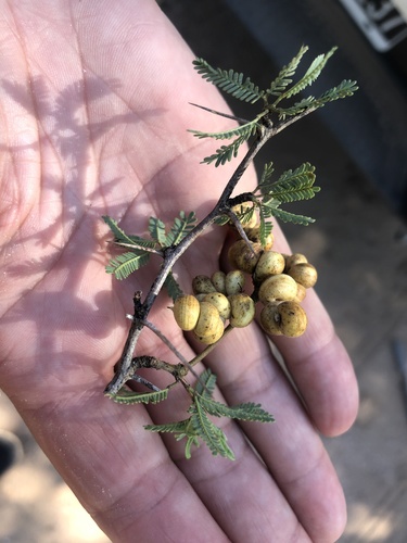 Prosopis abbreviata