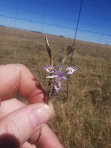 Moraea stricta