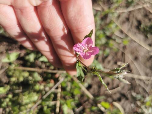 rose evening primrose