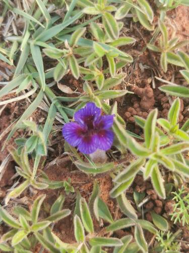 Aptosimum elongatum