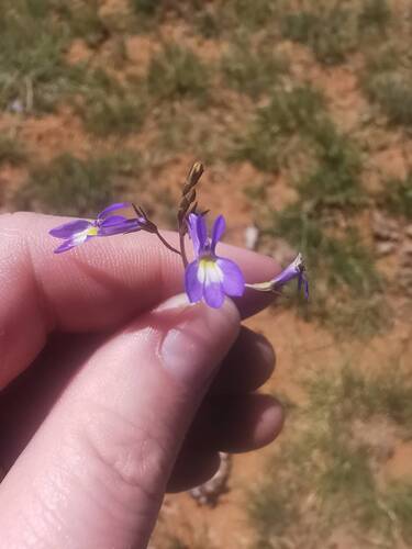 Garden Lobelia