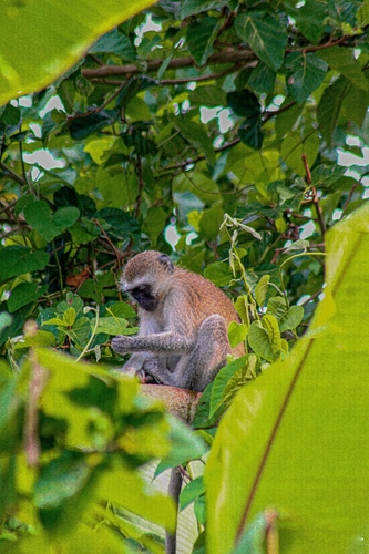 Vervet Monkey