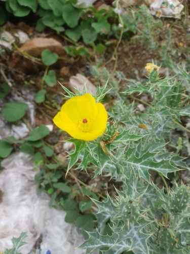 Mexican prickly poppy