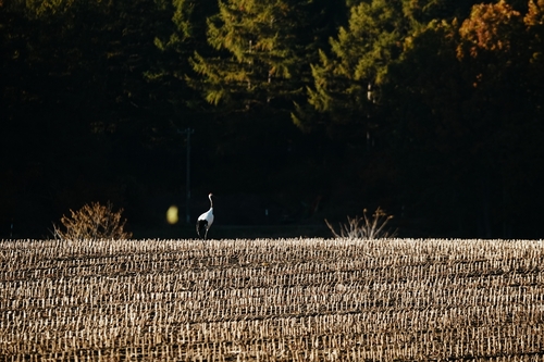 Red-crowned Crane