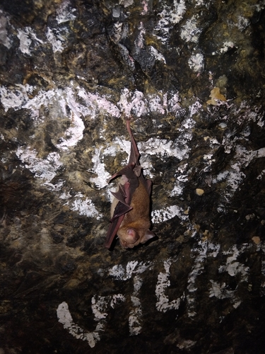 Schneider's roundleaf bat