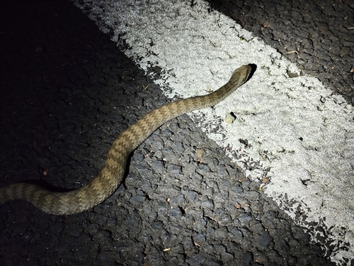 Northern Death Adder sighting
