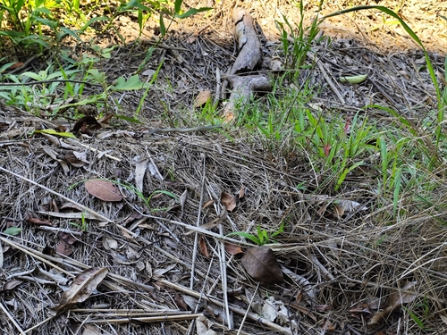 Common Tree Snake sighting