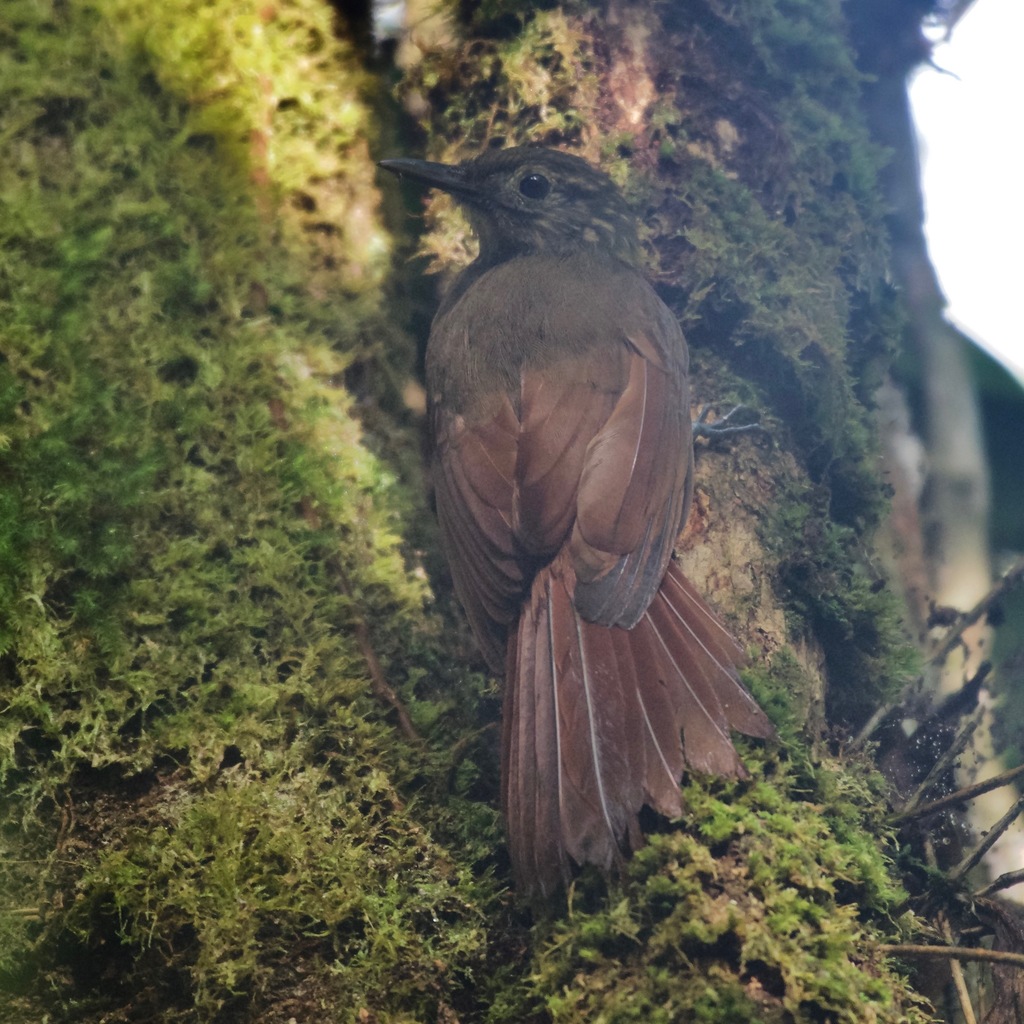 Piping Long-tailed Woodcreeper (Deconychura typica) photo