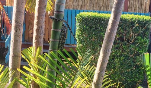 Coastal Carpet Python sighting