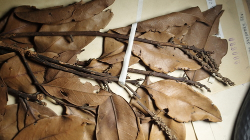 Lithocarpus javensis