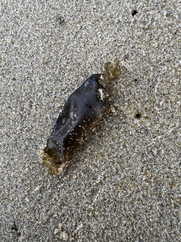 Scyliorhinus canicula