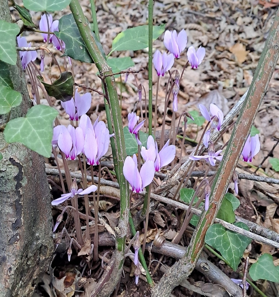 Cyclamen hederifolium