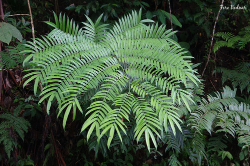 Angiopteris