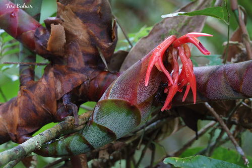 Hornstedtia scyphifera