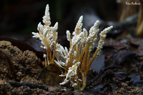 Cordyceps sinclairii