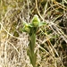 Chloraea fonkii - Photo (c) Lesley Campbell, todos los derechos reservados, subido por Lesley Campbell