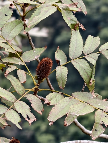 Platycarya